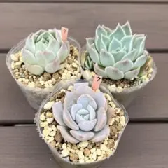多肉植物3点セット⑦のサムネイル