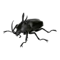 ナンベイオオチャバネゴキブリ（マンモスゴキブリ） - メルカリ