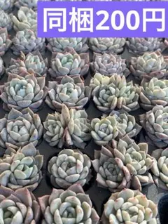 ノリチン様 リクエスト 8点 まとめ商品