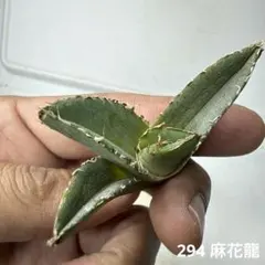 2026年最新】麻花龍の人気アイテム - メルカリ