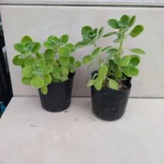 アロマティカス、抜き苗