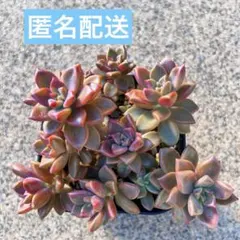 ⑦ 子持ち蓮華錦 鏡花 抜き苗 オロスタキス 多肉植物 - メルカリ