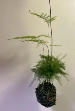チャチャ様専用ページ