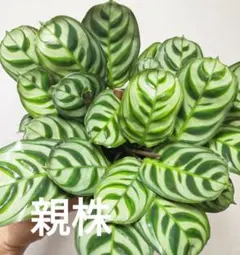 マランタ アマビリス 株分け 【カラテア】 D