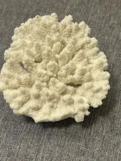 2025年最新】白珊瑚置物の人気アイテム - メルカリ