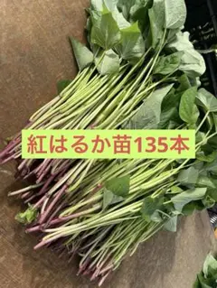 物価高応援価格】茨城県産☆紅はるか苗 200本 - メルカリ
