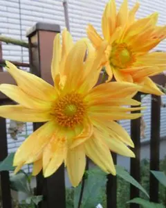 ファームかずにゃん【即購入OK】様 リクエスト 3点 まとめ商品