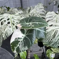 H*e様 超白勝ち アロカシア リーガルシールド アルボ 芋株 H*e様 超白勝ち アロカシア リーガルシールド アルボ 芋株 - メルカリ
