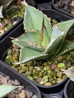 2025年最新】オテロイ実生の人気アイテム - メルカリ