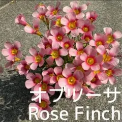 ☆超レア☆オキザリス　オブツーサ　Rose Finch　球根　大3個のサムネイル