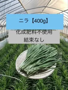 【栃木県産】ニラ400g化成肥料不使用新鮮農家直送のサムネイル