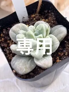 2026年最新】多肉ラブリーローズの人気アイテム - メルカリ