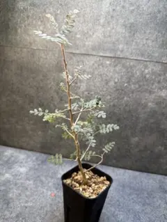 2026年最新】パキコルムス ディスカラーの人気アイテム - メルカリ