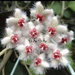 【超レア】ホヤ　Caudata カウダータ　スマトラのサムネイル