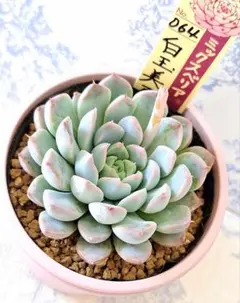 毒りんご×白くま札付きポットごとメルカリ便me♡succulentさん苗