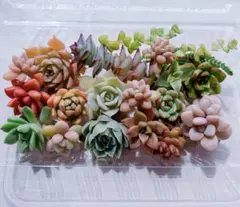 多肉植物 カット苗 寄せ植え セット③