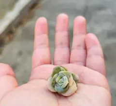 2026年最新】ラブリーローズ錦の人気アイテム - メルカリ