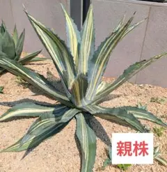 アガベ☆ アメリカーナ変種 『闇夜烏』 大株 路地植え向き 美株 - メルカリ