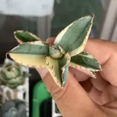 2025年最新】アガベ bb錦の人気アイテム - メルカリ