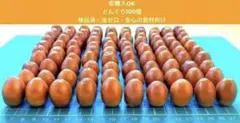 即使用OKどんぐり100個 検品済・虫ゼロ 長期保管可｜工作教材・自然遊び