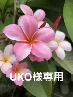 プルメリア　カピオラニ（Kapiolani）挿し木、発根済、越冬株 プルメリア カピオラニ（Kapiolani）挿し木、発根済、越冬株 - メルカリ