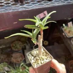 ダブルヘッド　アロエ　ストリアツラ　陶器鉢のまま発送　ドライガーデン 楽天市場】ドライガーデン（種類（植物）アロエ）の通販