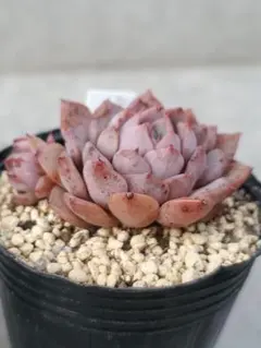 2026年最新】ヒアリナサントドミンゴの人気アイテム - メルカリ