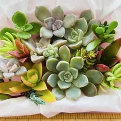 ⑴寄せ植えセット カット苗 詰め合わせ 多肉植物