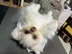 犬 ぬいぐるみ