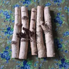 2026年最新】白樺 苗木の人気アイテム - メルカリ