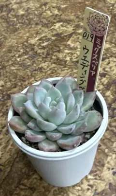 剣子様 リクエスト 2点 まとめ商品