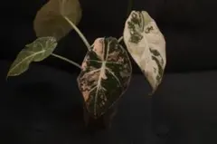 2025年最新】アロカシア ブラックベルベット ピンクの人気