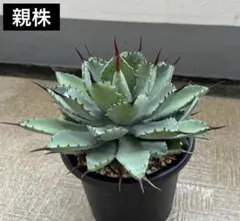 2026年最新】イシスメンシス ハイブリッドの人気アイテム - メルカリ