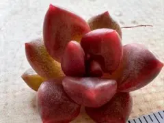 3332 新入荷　あわあわ　エケベリア　多肉植物　撮影2月9日