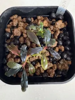 2026年最新】ゴーストカリマンタンの人気アイテム - メルカリ