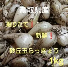 毎年人気！鹿児島産 らっきょう 2kg パリッと食感！37 - メルカリ