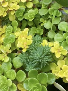 mogtan様 リクエスト 2点 まとめ商品 ❤️ネコポス❤️