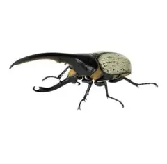 2025年最新】ヘラクレスリッキーの人気アイテム - メルカリ