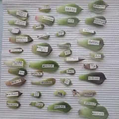 葉挿し　大量セット 165 多肉植物 葉挿しセット 90枚 - メルカリ