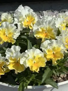 ビオラパンジー花の種YE2