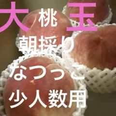 桃　朝採り　なつっこ　大玉入り　少人数用　予約
