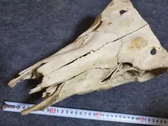 看板などに！）脊椎骨標本 約40cm 自然乾燥済み インテリア - メルカリ