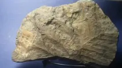 国産 日本の化石 美祢 シダ類の化石 原石 植物 木の葉 標本 シダ 1836g