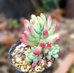 2026年最新】乙女心 多肉植物の人気アイテム - メルカリ