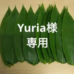 Yuria様専用　笹の葉　25～26㎝　200枚　解凍　ネコポス発送