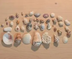貝殻 小さめ インテリア ハンドメイド 工作材料