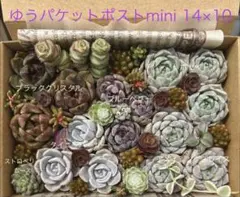 ブルーベリー入り5種15苗の多肉植物セット