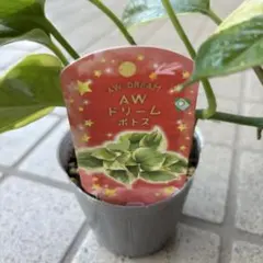 2025年最新】ポトス ステータスの人気アイテム - メルカリ