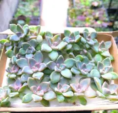 多肉植物　カット苗　桜牡丹のサムネイル