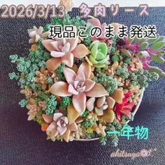 【美品】現品発送①大きな多肉リース 壁掛けOK❤ 朧月しっかり根付き❤ 寄せ植え